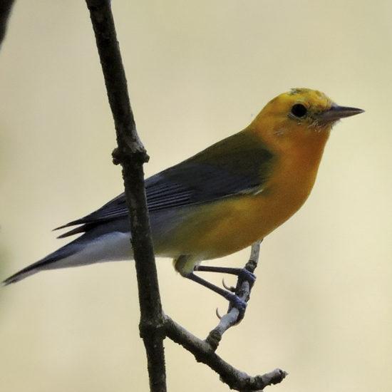 Protonotrary Warbler - Protonotaria citrea - Birding Tours