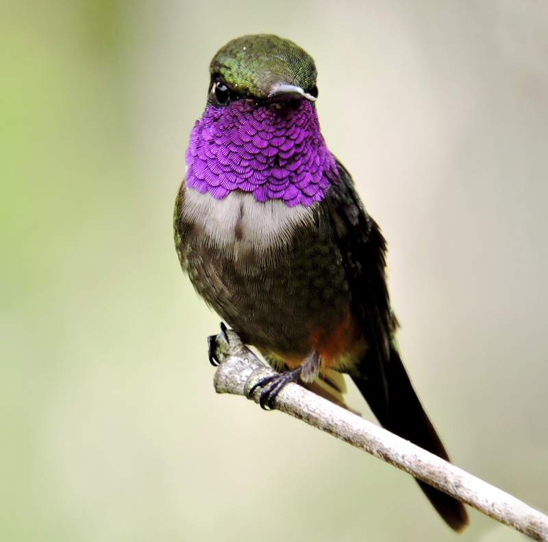 Purple-throated Woodstar - Calliphlox mitchellii - Birding in Choco Colombia