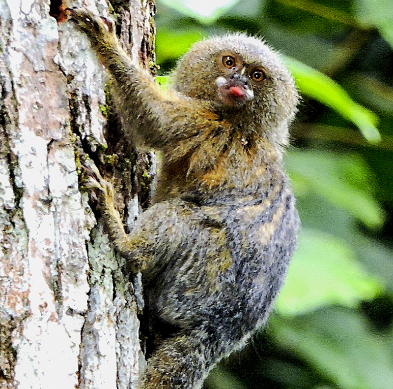 Pygmy Marmoset - Cebuella pygmaea - Monkeys of Colombia