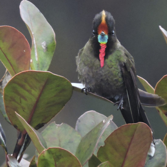 Rainbow-bearded Thornbill - Chalcostigma herrani