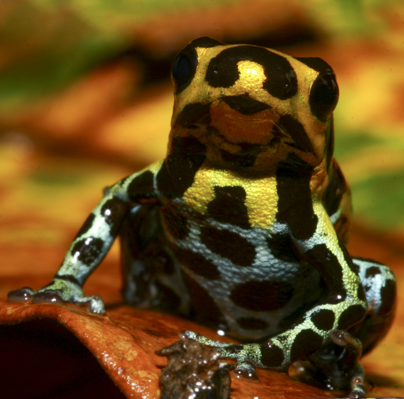 Ranitomeya amazonica - Poison Frog