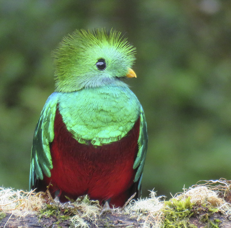 Resplendent Quetzal - Pharomachrus mocinno