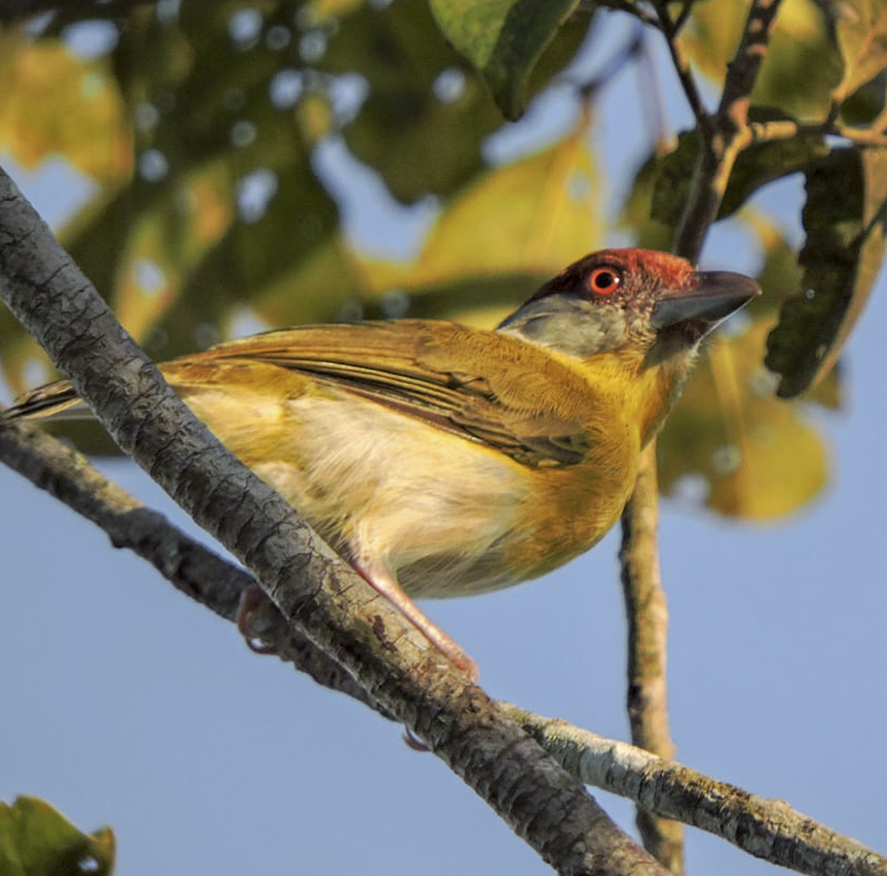 Rufous-browed Peppershrike - Cyclarhis gujanensis - Birdwatching Colombia