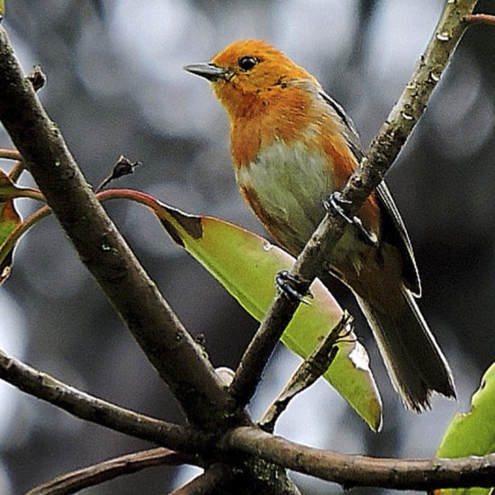 Rufous-chested Tanager - Thlypopsis ornata - Birdwatching Colombia