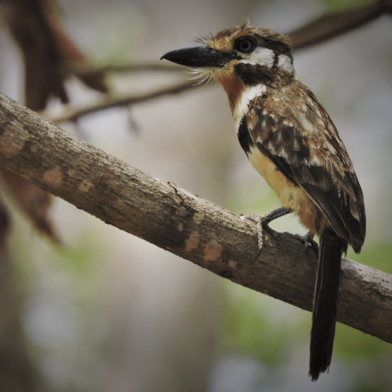 Russet-throated Puffbird - Hypnelus ruficollis