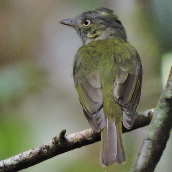 Saffron-crested Tyrant-Manakin - Neopelma chrysocephalum - birdwatching colombia