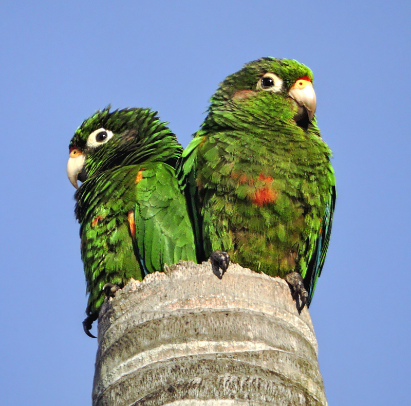 Santa Marta Parakeet - Pyrrhura viridicata - nature