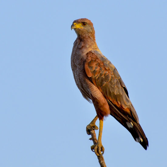 Savanna Hawk