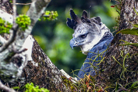 Saving the Harpy Eagle in Colombia - Manakin Nature Tours