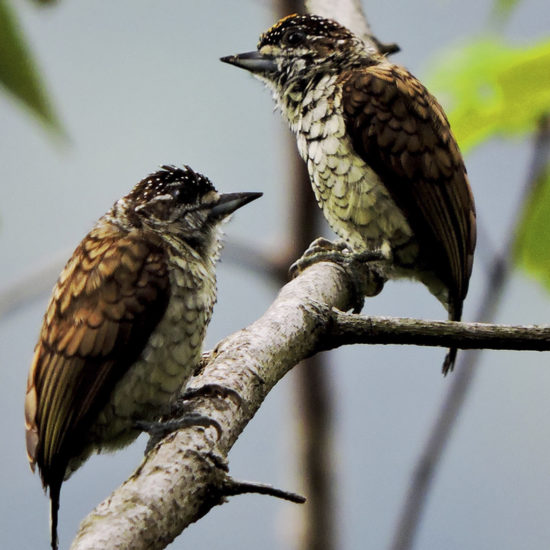 Scaled Piculet - Picumnus squamulatus - Birding Tours