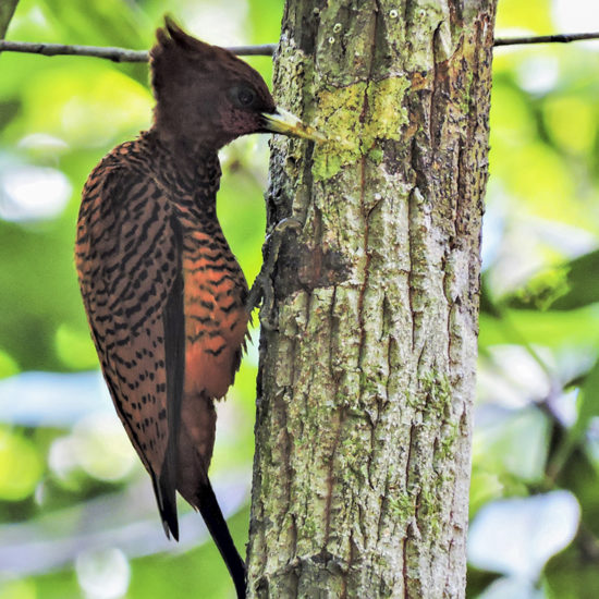 Scaly-breasted Woodpecker