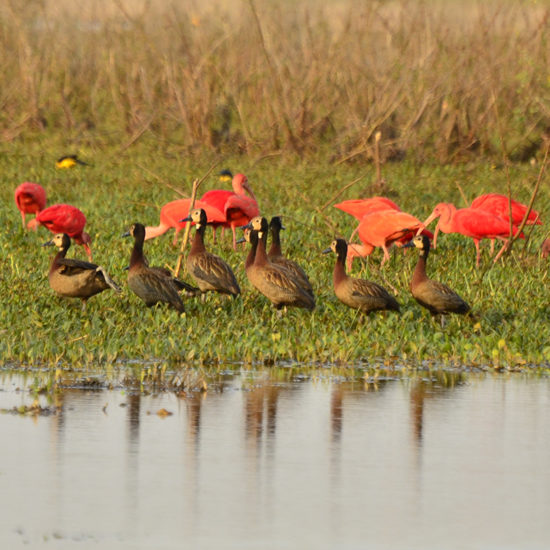 Scarlet Ibis