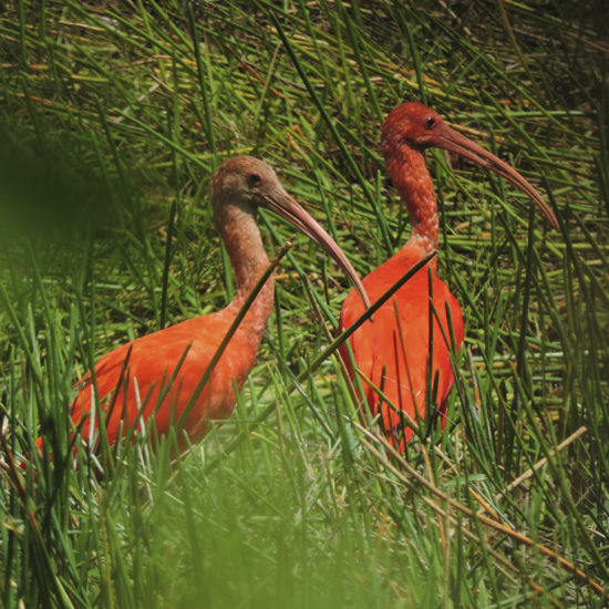 Scarlet Ibis - Eudocimus ruber