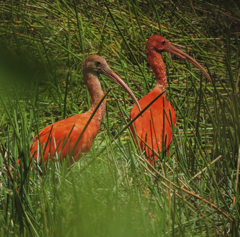 Scarlet Ibis