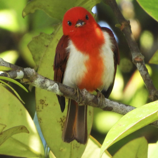 Scarlet and White Tanager - Chrysothlypis salmoni