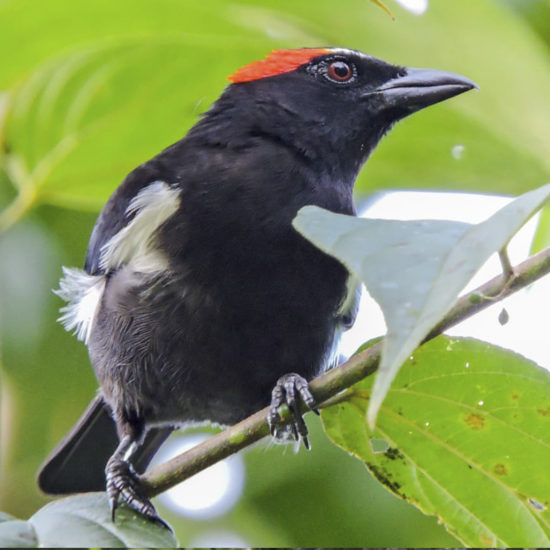 Scarlet-browed Tanager_Cristian