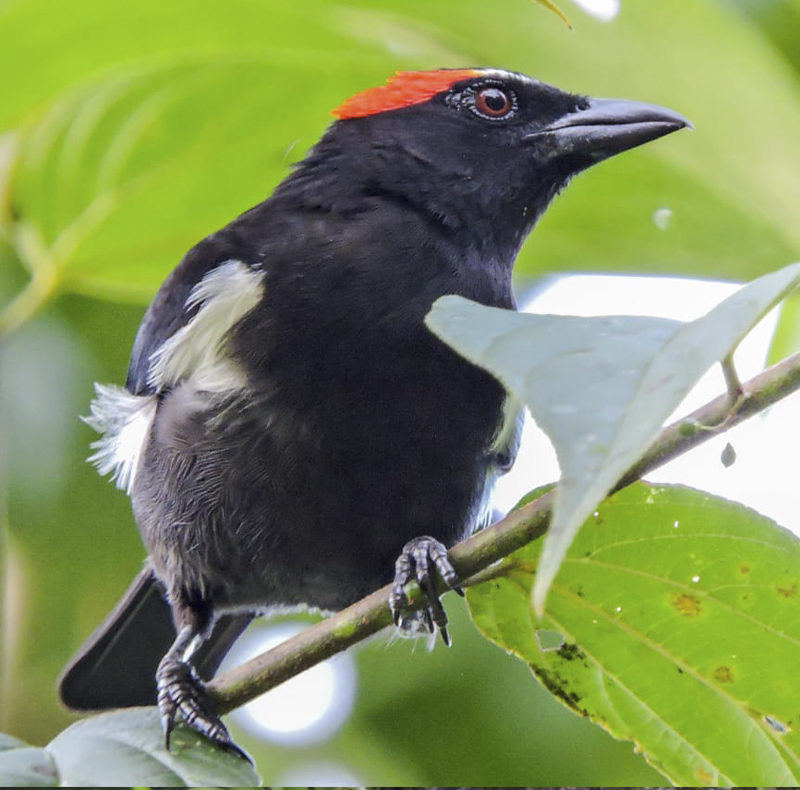 Scarlet-browed Tanager_Cristian