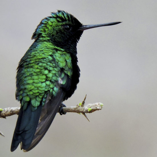 Shining-green Hummingbird - Lepidopyga goudoti - Birding Tours