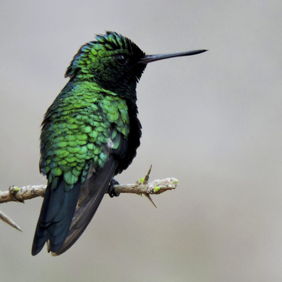 Shinning green Hummingbird