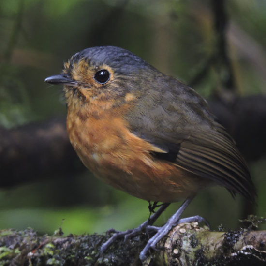 Slate crowned Antpitta - Grallaricula nana - Rio Blanco Natural Reserve