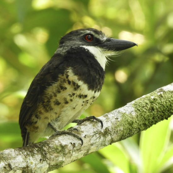 Sooty-capped Puffbird - Bucco noanamae