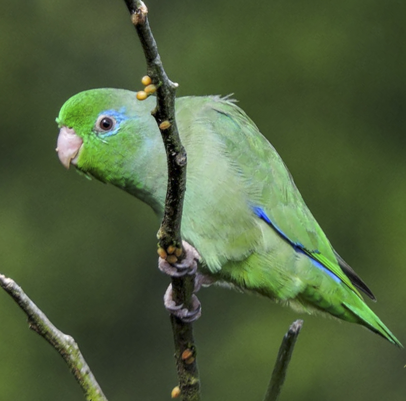 Spectacled Parrotlet - Forpus conspicillatus - Birdwatching Colombia