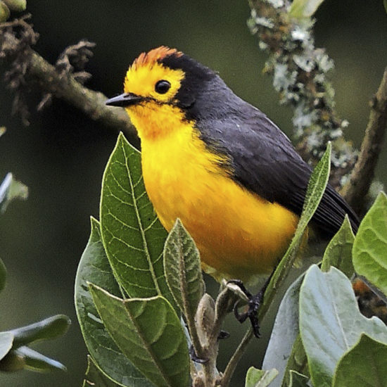 Spectacled Whitestart - Myioborus melanocephalus - Birdwatching Colombia