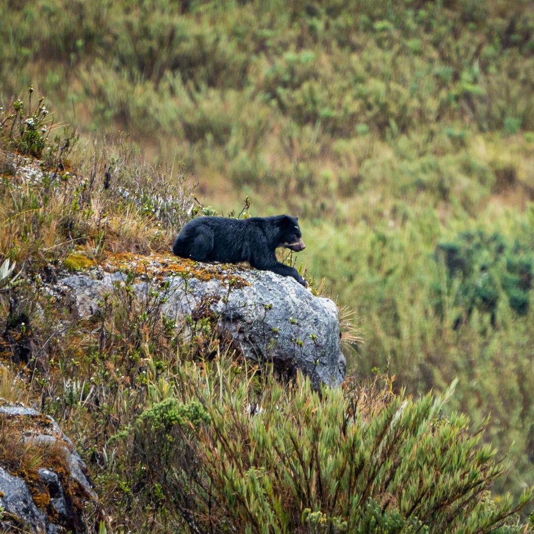 Spectacled bear Chingaza National Park