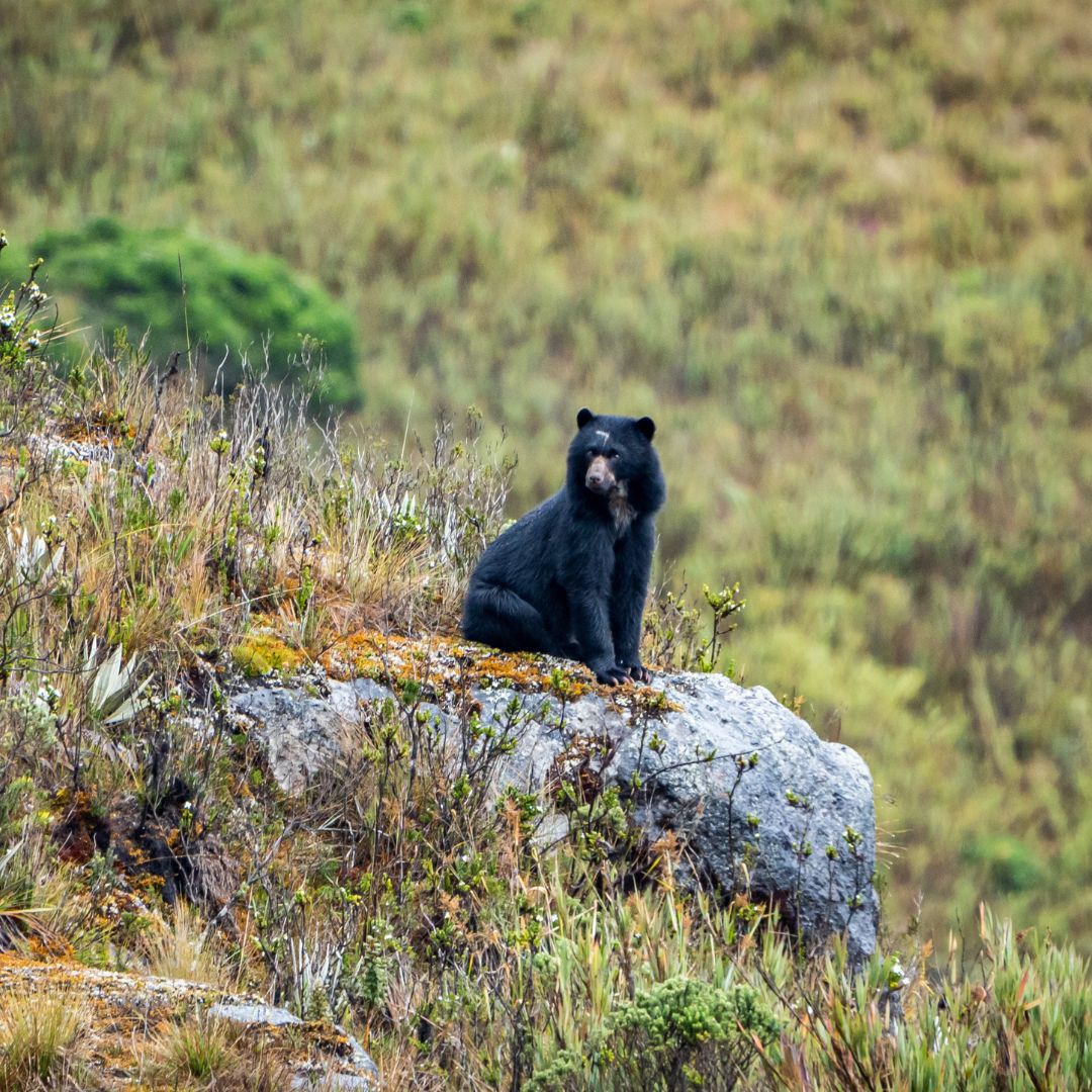 Spectacled bear Chingaza National Park