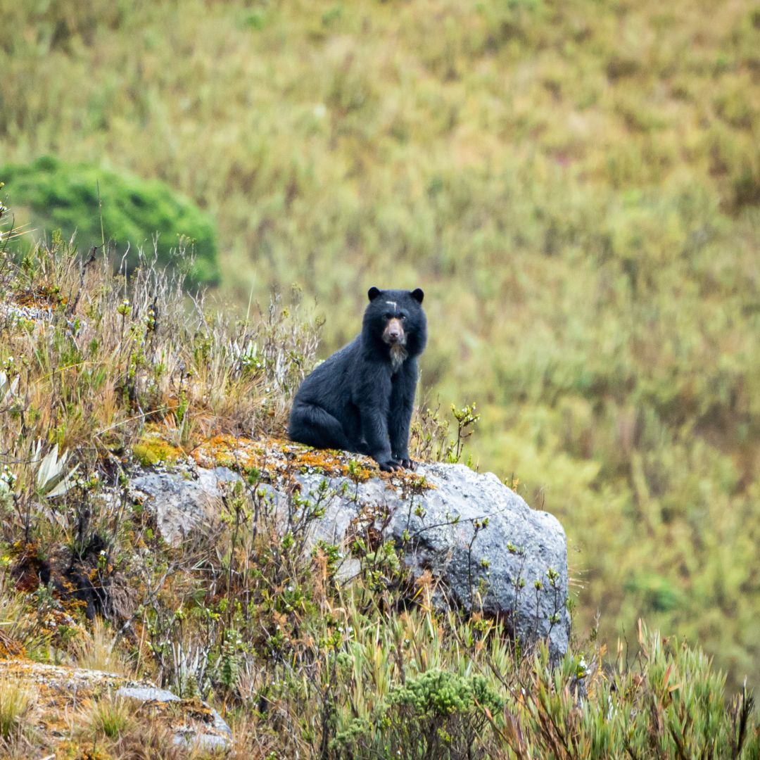 Spectacled bear Chingaza National Park