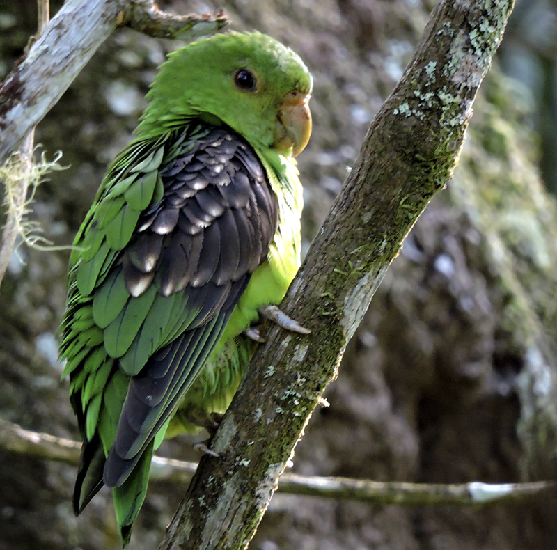 Spot-winged Parrotlet - Touit stictopterus