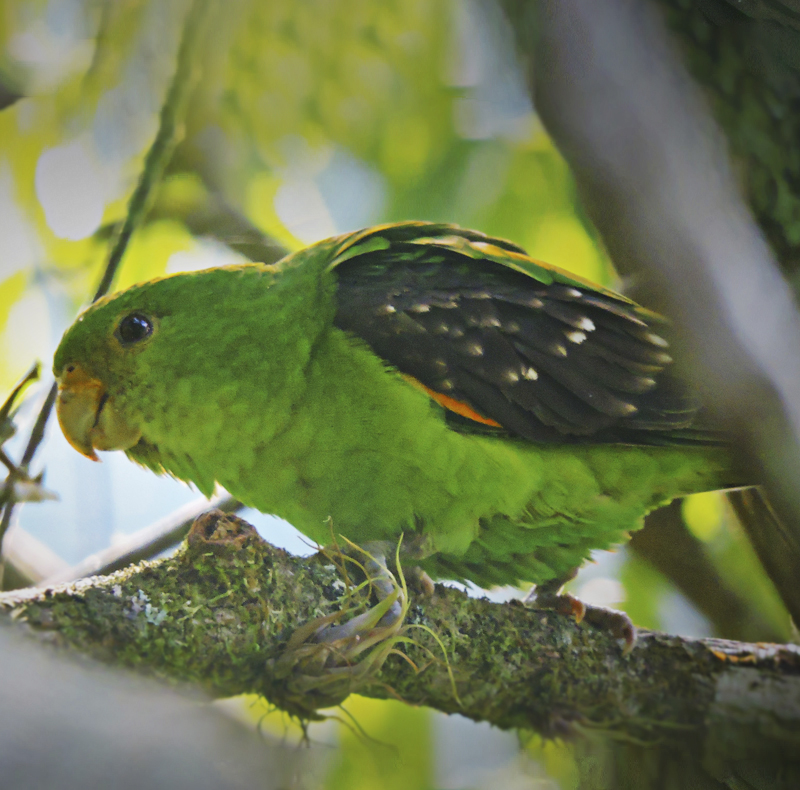 Spot-winged Parrotlet - Touit stictopterus