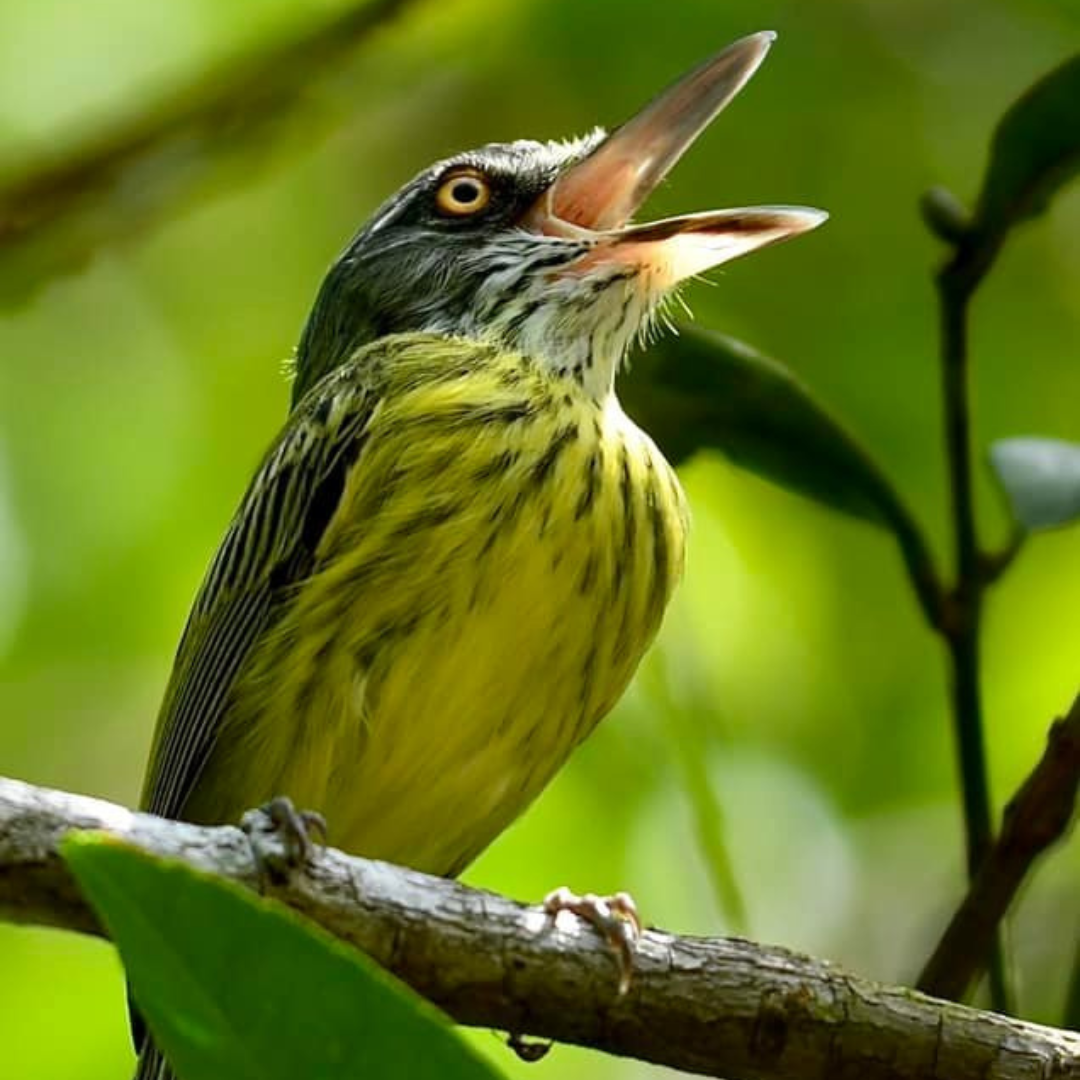 Spotted-Tody flycatcher Birds Colombia