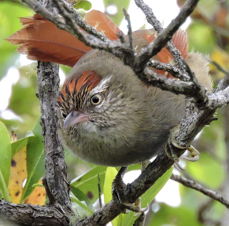 Streak capped Spinetail - Cranioleuca hellmayri - birdwatching in colombia