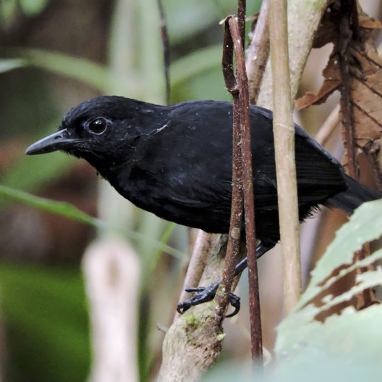 Stub-tailed Antbird - Myrmeciza berlepschi