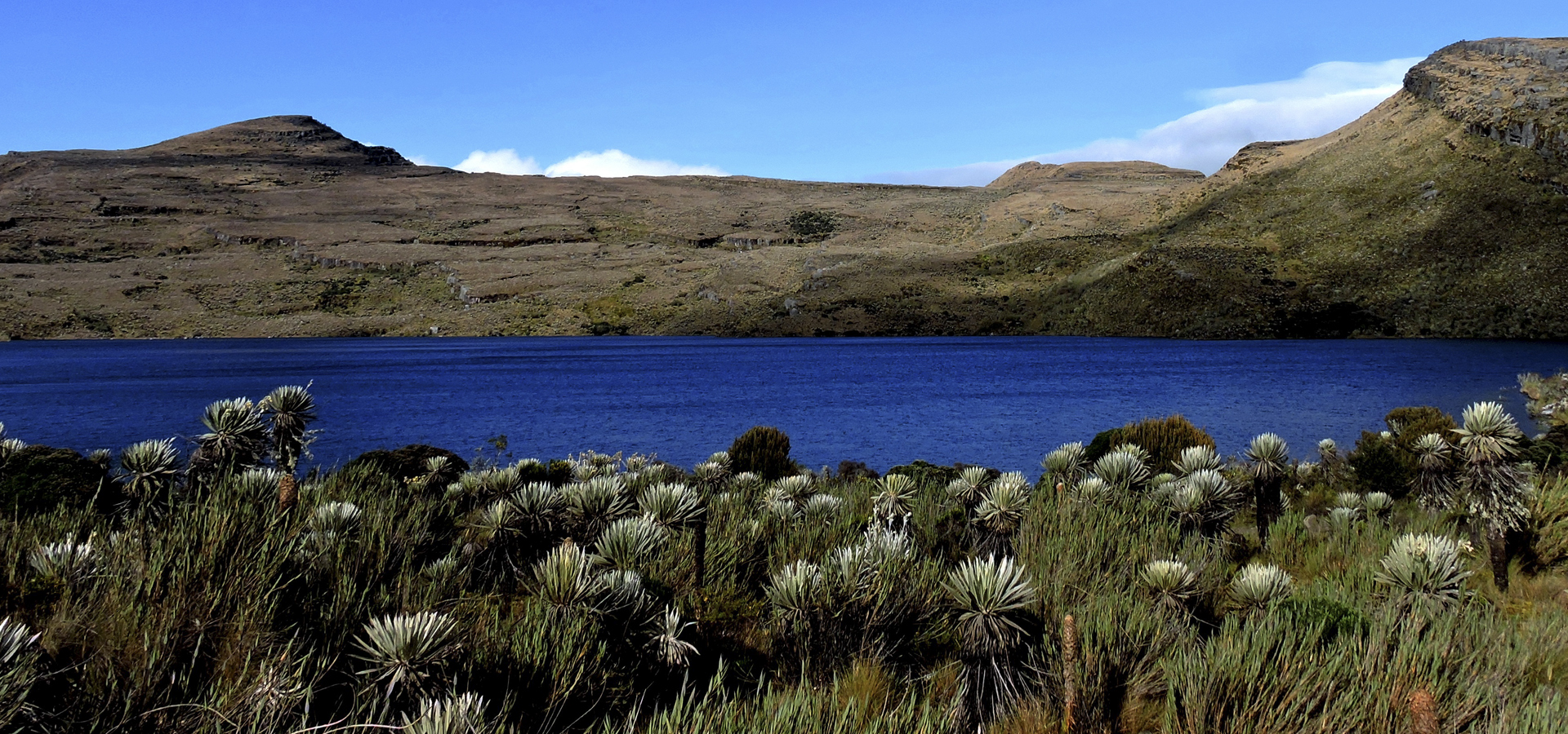 Sumapaz National Park - Birdwatching in Colombia