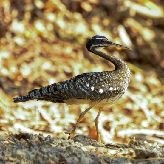 Sunbittern