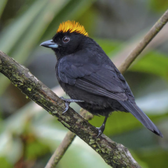 Tawny-crested Tanager - Tachyphonus delatrii - Birdwatching Colombia