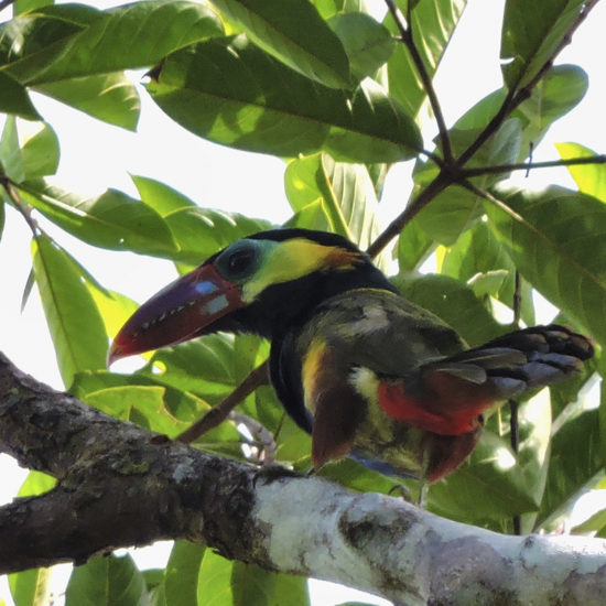 Tawny-tufted Toucanet - Selenidera nattereri - birdwatching colombia