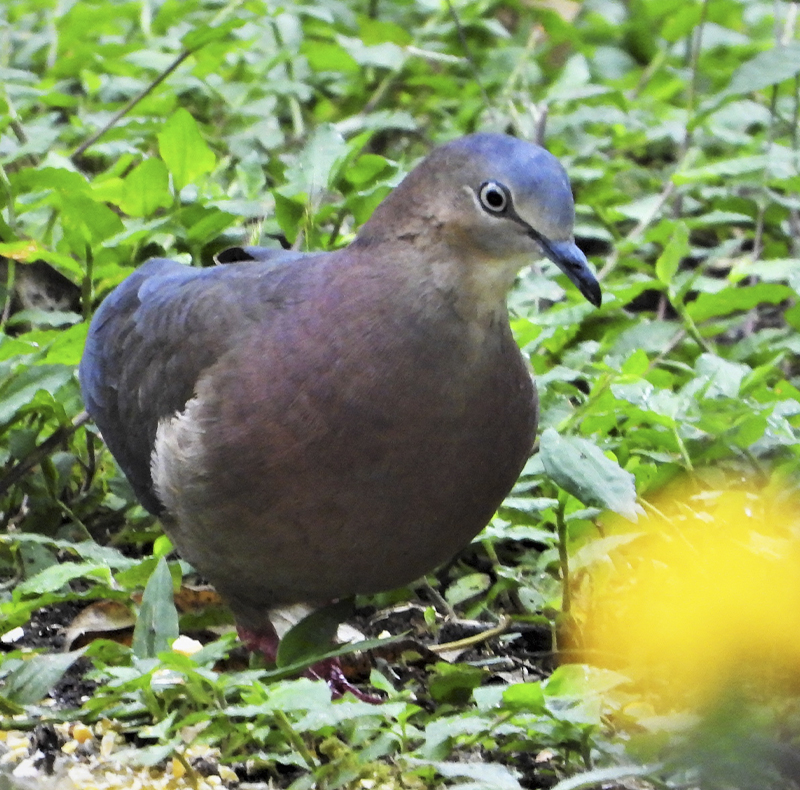 Tolima Dobve - Leptotila conoveri - Birding Colombia