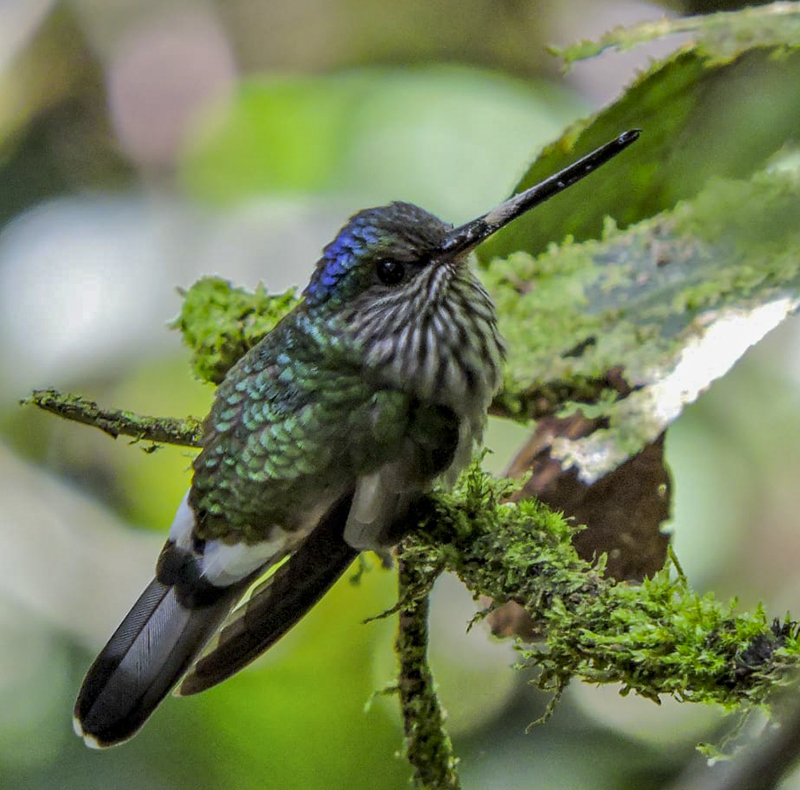 Tooth-billed Hummingbird - Androdon aequatorialis
