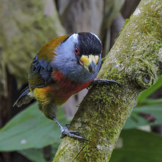 Toucan Barbet - Semnornis ramphastinus - Birdwatching Colombia