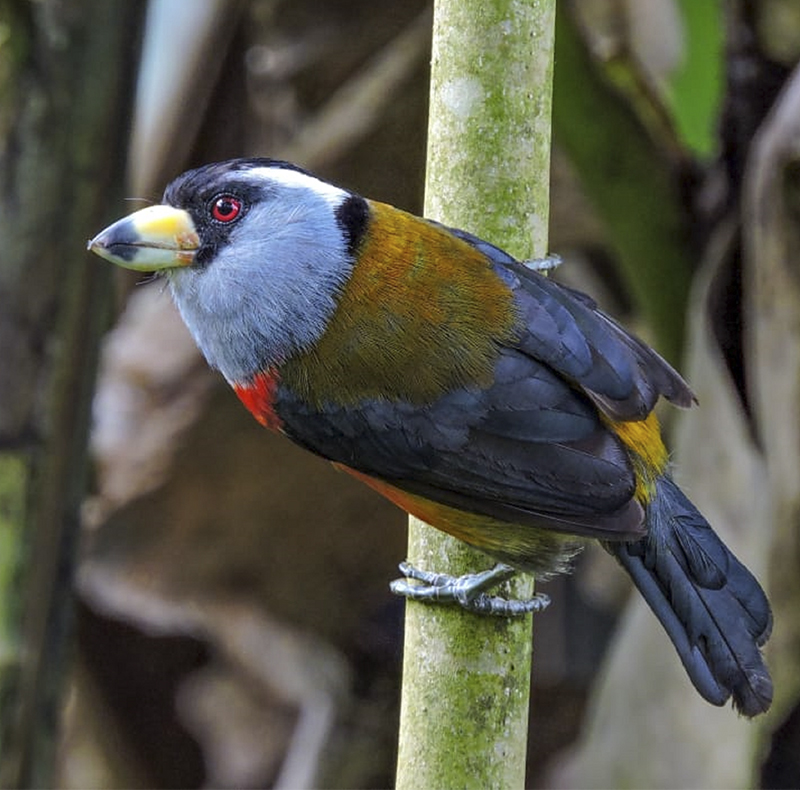 Toucan Barbet - Semnornis ramphastinus - Birdwatching Colombia