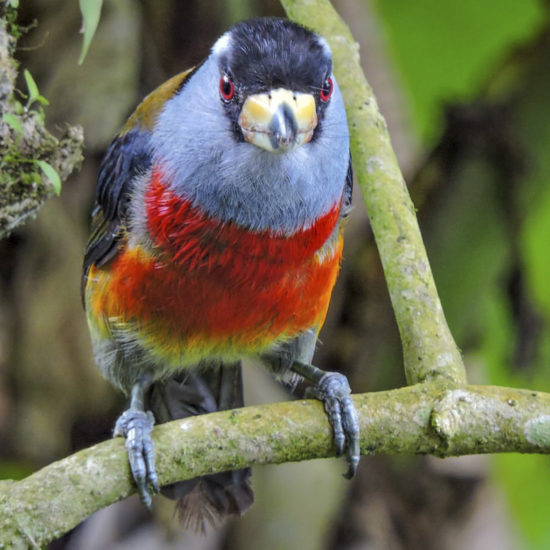 Toucan Barbet - Semnornis ramphastinus