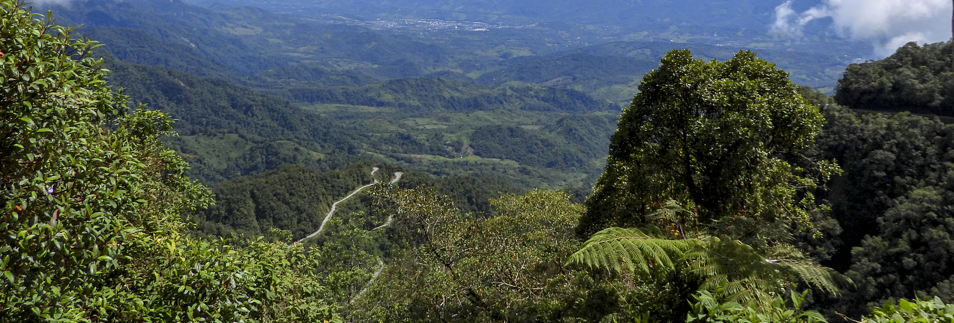 Trampolin de las Aves - Birding Tour Colombia