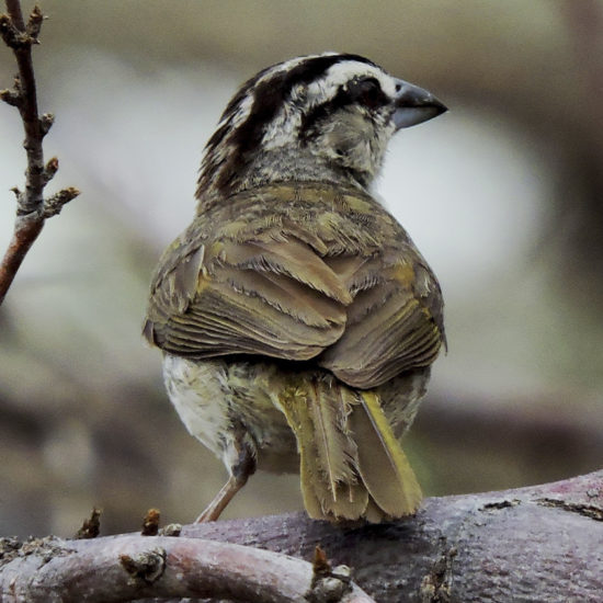 Tucuyo Sparrow