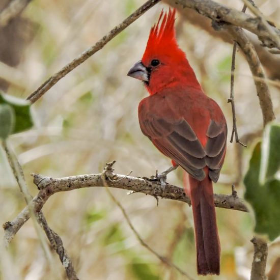 Vermilion Cardinal - Cardinalis phoeniceus - birdwatching