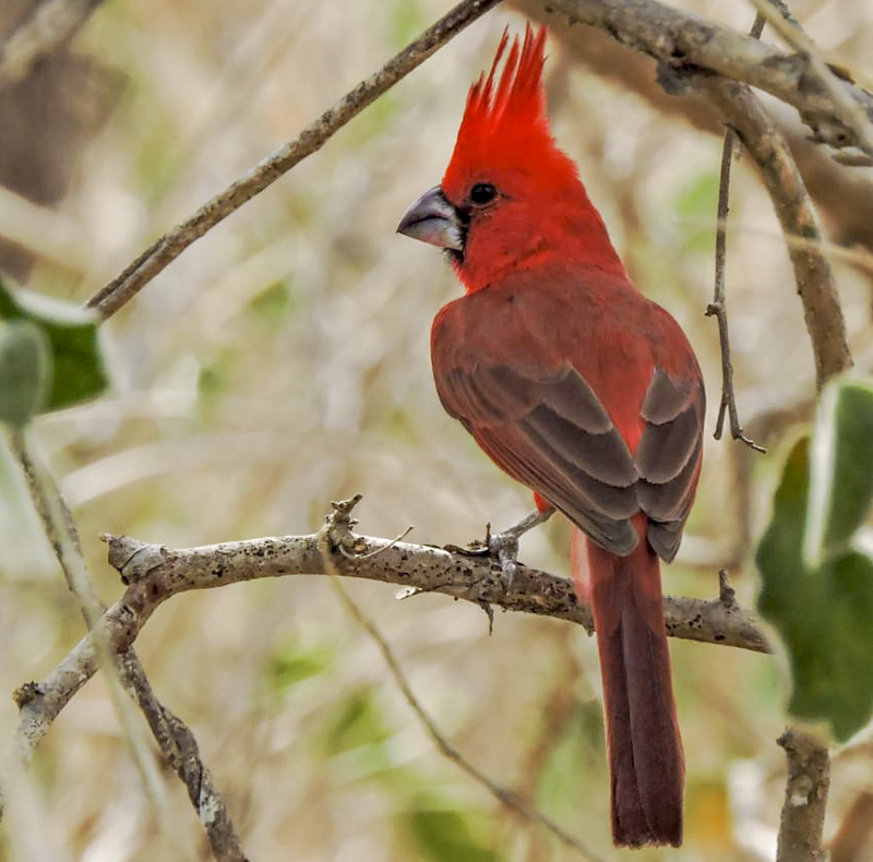 Vermilion Cardinal - Cardinalis phoeniceus - birdwatching