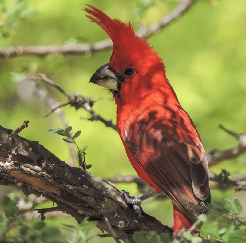 Vermillion Cardinal - Cardinalis phoeniceus - trip planning
