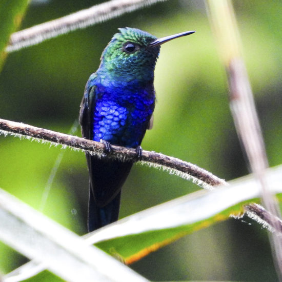 Violet-bellied Hummingbird - Damophila julie